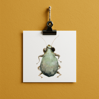 pirate // bug#0044 - card