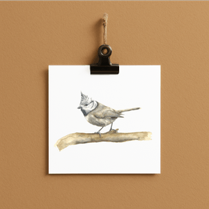 Haubenmeise // bird#0009 - card