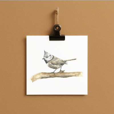 Haubenmeise // bird#0009 - card