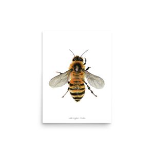 Poster Biene / Bee