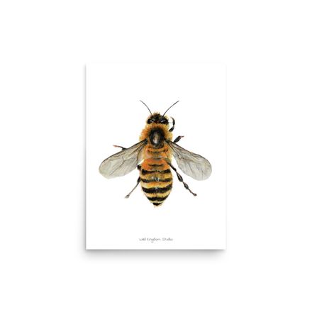 Poster Biene / Bee