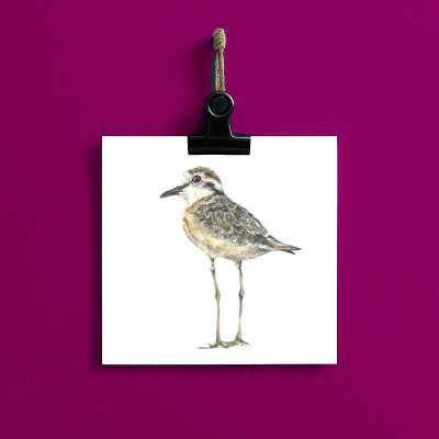 Sandregenpfeifer // bird#0010 - card