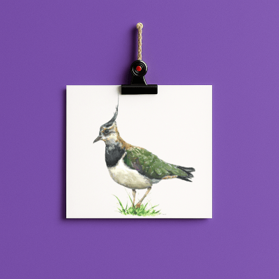 Kiebitz // bird#0008 - card