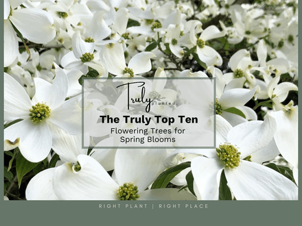 Truly Planted Favourite Spring Flowering Trees