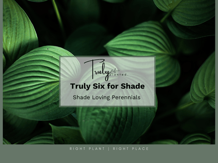 Perennials: Six for Shade