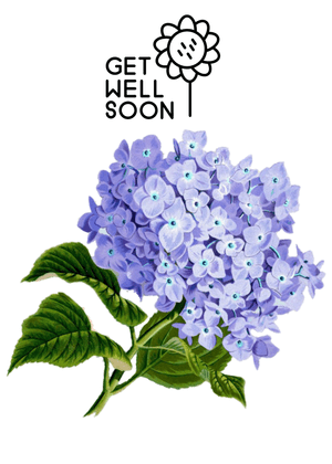 Get Well Soon Card: Hydrangea