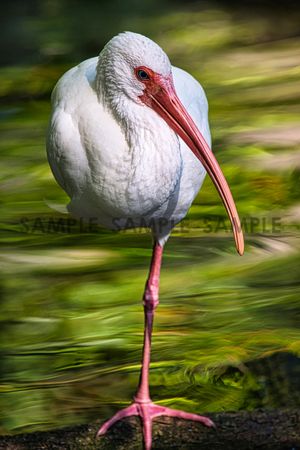 Ibis Chill
