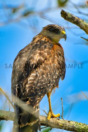The Hawk