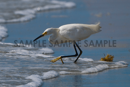 Snowy Egret on the Beach