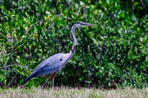 Great Blue Heron II