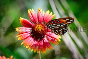 The Simple Colors of Beauty