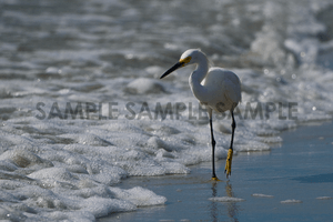 Snowy Egret on the Beach II