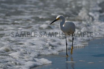 Snowy Egret on the Beach II