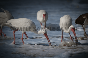 Ibis on the Beach