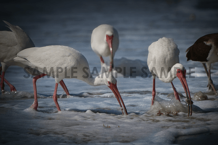 Ibis on the Beach