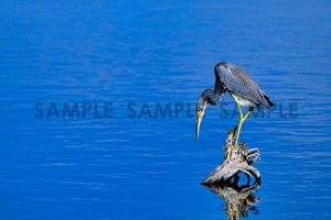 Tri-Color Heron