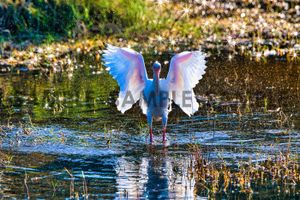 Ibis Angelic