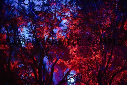 Color Explosion II