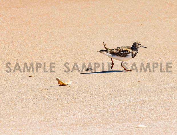 Sandpiper Beach