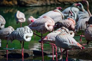 A Flamboyance II