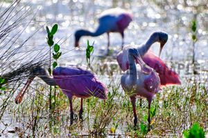 Spoonbills