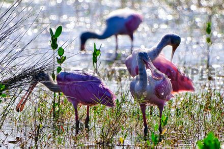 Spoonbills