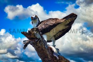 Osprey Luncheon