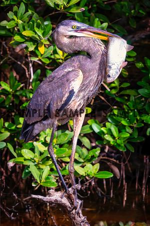 Great Blue Heron