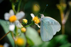 The Simple Colors of Beauty II