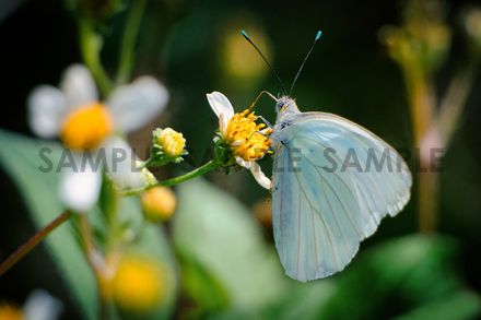 The Simple Colors of Beauty II
