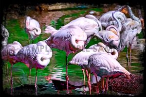 A Flamboyance II (Digitally Painted Photograph)