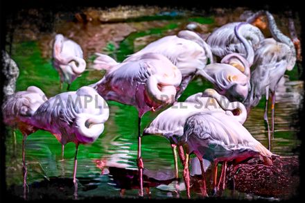 A Flamboyance II (Digitally Painted Photograph)