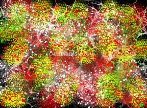 150 PODS DIGITAL ART PIXEL SIZE 1280 X 946