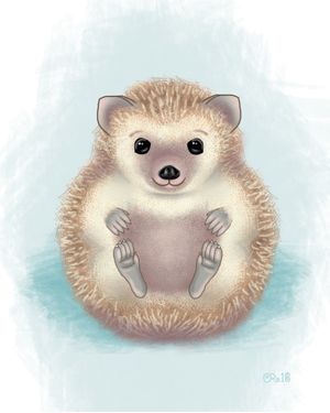 Baby Hedgehog