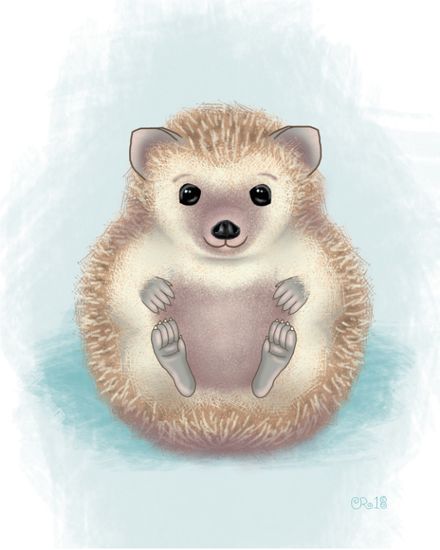 Baby Hedgehog