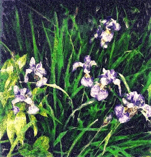 "Iris Garden" - Polaroid TRANSFORMATION