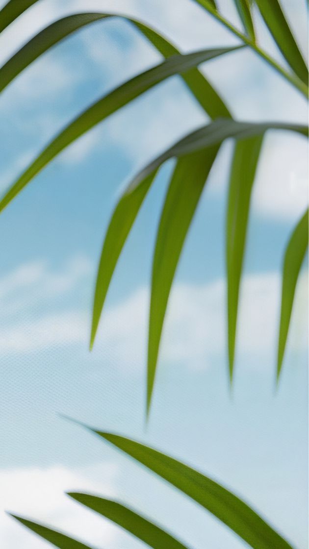 Sunny Blossoms 01