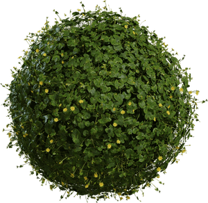 3D Models Mini Pack - Indoor Plants(2 Archviz Models)