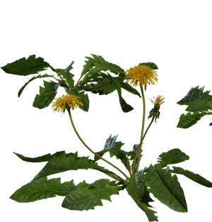 3D Models Master Pro Pack - Professional Plants Assets(160 Archviz Models)