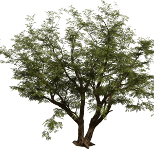 3D Models Studio Pack - Professional Plants Assets(60 Archviz Models)