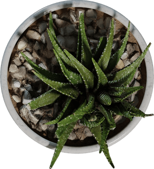 3D Models Standard Pack - Professional Indoor Plants(25 Archviz Models)