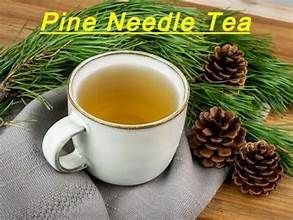 Pine Needle Tea 3.5 oz