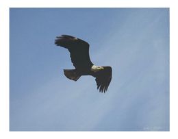 Majestic Eagle in Flight - 16 x 20 Canvas Print