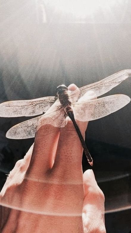 Discernment Meditative Transmission