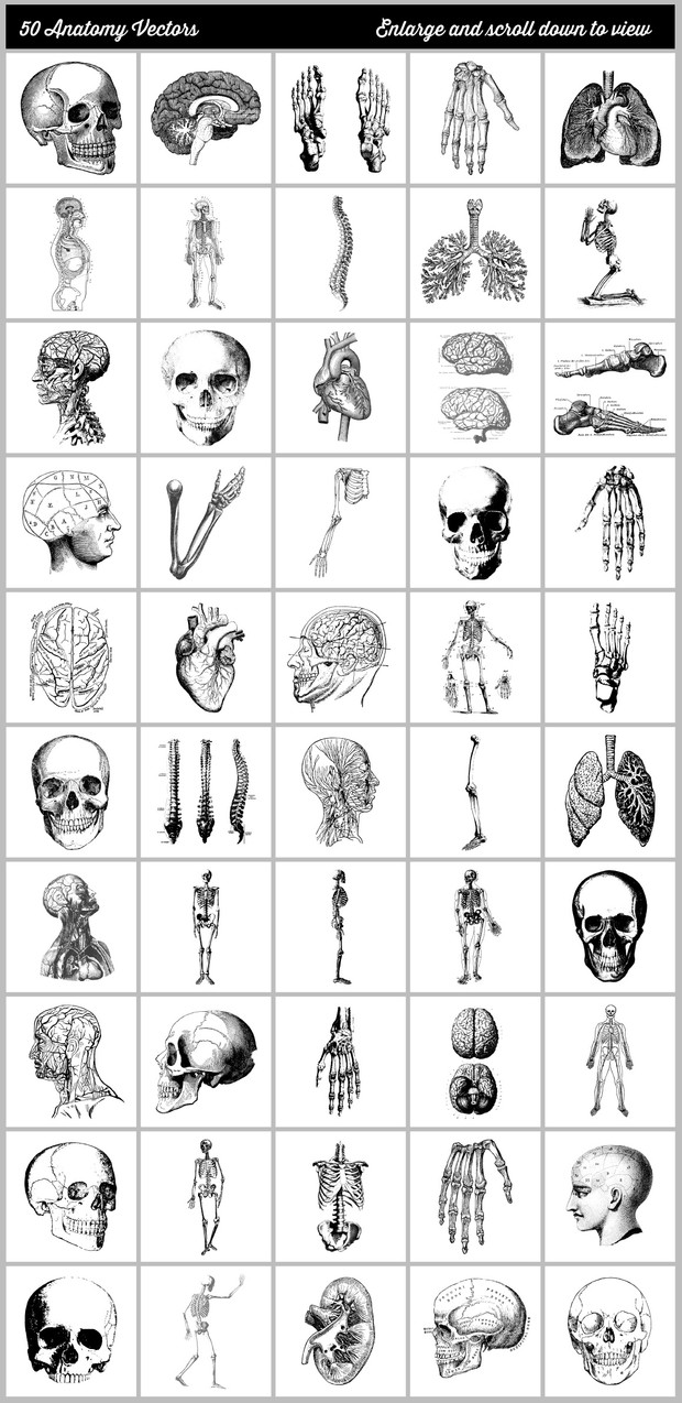 50 Vintage Anatomy Vectors