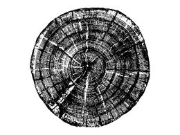 Tree Rings Texture