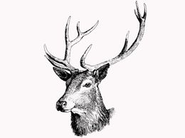 Vintage Deer