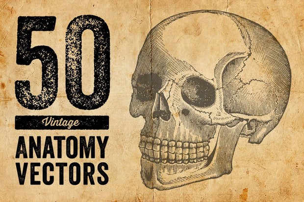 50 Vintage Anatomy Vectors