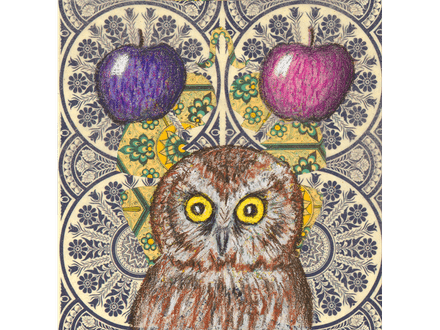 Northern Saw Whet fine art giclee print