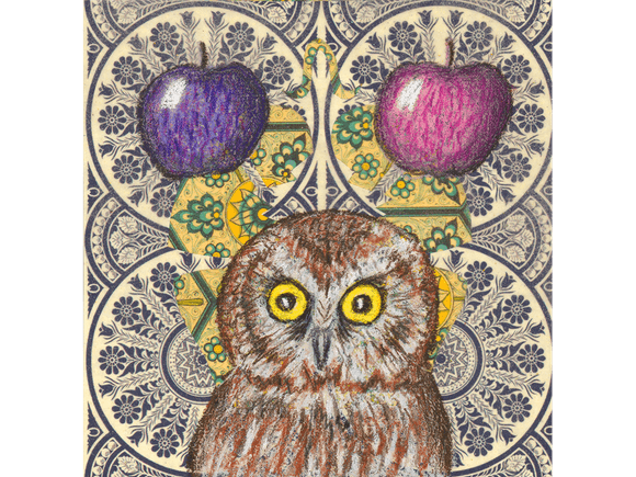 Northern Saw Whet fine art giclee print